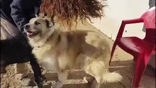 Nua