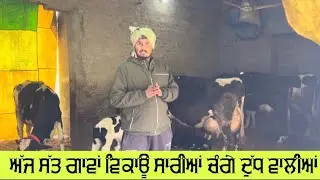 ਗੁਰਦਿੱਤ ਦੇ ਅੱਜ ਦੇ ਰੇਟ 57 ਹਜਾਰ ਸ਼ੁਰੂ ਅੱਜ ਸੱਤ ਗਾਵਾਂ ਵਿਕਾਊ ਸਾਰੀਆਂ ਚੰਗੇ ਦੁੱਧ ਵਾਲੀਆਂ✌️