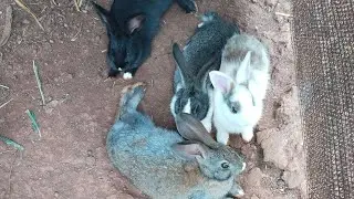 tại sao rất nhiều người nuôi thỏ thả vườn bị thất bại ?