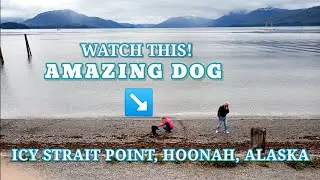 AMAZING DOG AT ICY STRAIT POINT, HOONAH ALASKA | A PLACE TO RELAX