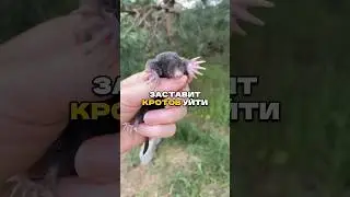 🐾 Кроты убегут сами - без яда и капканов! 😱🔥