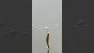 Плотичка 🐟