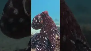 Octopus Superpower - Master of Disguise! 🐙✨ #Octopus #Nature #Wildlife #Camouflage #ocean #oceanlife