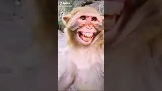 Monkey laughing 😁😁😁😁😁.  1 subscribe please