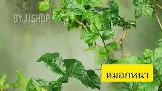 เครื่องพ่นหมอก  อัลตราโซนิก เพื่มความชื้น ลดอุณหภูมิ