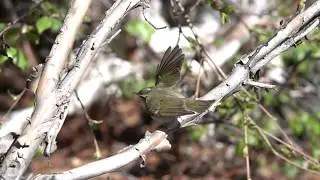 Phylloscopus occipitalis territorial display: single wing flick