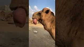 Camel Dulla 🐪 #camel #animals