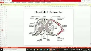 UE5 Physiologie Neurosensorielle : Physiologie des Racines Rachidiens par Wassim Taleb