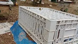 Rất cần cho ong ăn ngay chiều hôm nay 