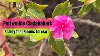 Periwinkle, Sadabahar, Madagascar Periwinkle,Catharanthus roseus