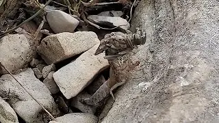 Birth of a dragonfly captured on camera
