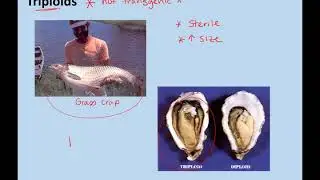 Genetically modified animals online lecture