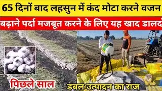 लहसुन में यह खाद और स्प्रे जरूर करें| Lahsun ki kheti | Lahsun me pilapan। lahsun me kon sa khad De।