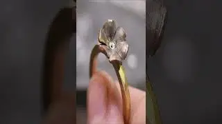 Blooming Coin: Crafting a Floral Ring &ndash; DIY ASMR Jewelry