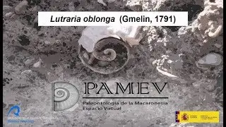 Lutraria oblonga (Gmelin, 1791) (subs. en ingl&eacute;s y alem&aacute;n)