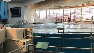 Dolphin Leap at National Aquarium