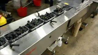 Redpack P325E with Phase Feeder flowrapping Punnets of Grapes at 108ppm