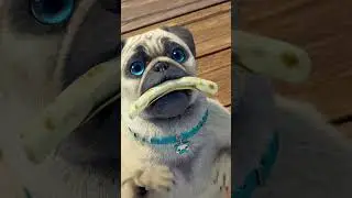 GREAT CATCHES 🐶 #Pug #MightyMike