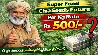 SuperFood #Chia Seeds Future Price  Rs #500 per Kg. Message for farmers #ChiaUpdates #Local Chia