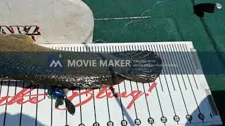 CFN Fish Off 2020 Bowfin 2 Points for now