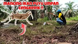 MANCING IKAN PUYU MENGGUNAKAN UMPAN CENGKERIK !!! #fishing #angler #ikanpuyu #fyp #snakehead