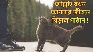বিড়াল কেন আপনাকে পছন্দ করে? ইসলামী ব্যাখ্যা |