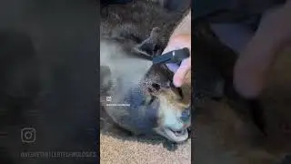 How to clean a bear skin rug! TROPHYKLEAN @velvetantlertechnologies  #hunting #whitetailbucks #bear