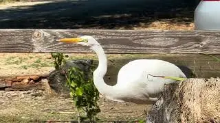 Hello World. Birds & Bees cut