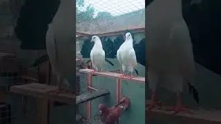 black tail lucky kabotar #viral #tranding #youtubeshorts #shorts #shortsfeed #shortvideo #ytshorts