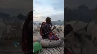 Why This Tribe Blows Cow Horns to Protect Their Cow? #shorts #tribalunity #africa #tribe