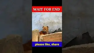 Fake Tiger vs Crazy Dog Prank Video! Fake Tiger Prank on Dog !! So Funny Reaction |2022Best