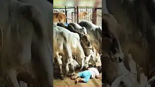 Animal love #educationdaily#animals#manishkashyap#varanasi#banarashinduuniversity
