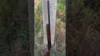 A caccia di tordi #tordo #tordobottaccio #beretta92fs #caccia #hunting