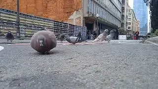 🐦🕊️🌽🕊️🐦