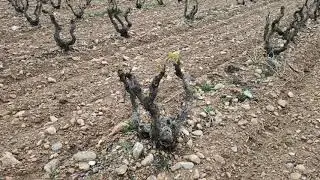 Adelanto fenológico y estrategias en viña