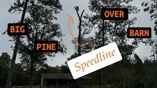 Big Longleaf Pine Hanging over Barn, full removal