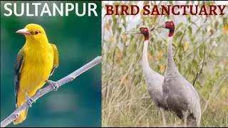 Sultanpur Bird Sanctuary II Migratory Birds in Haryana II