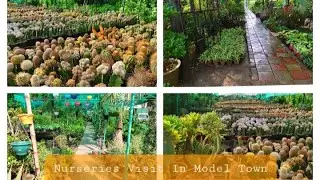 Nurseries Visit in Model Town Lahore.(Urdu/Hindi)