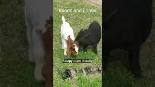 Life on the farm #puppy #dogs #horse #pig #goat #pitbulls
