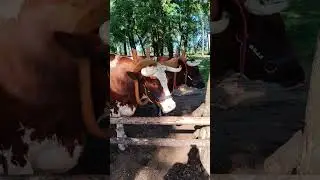meet Del and Rey #oxen #carriage #travel #family #fun #nauvoo #illinois #animals #shorts #youtube