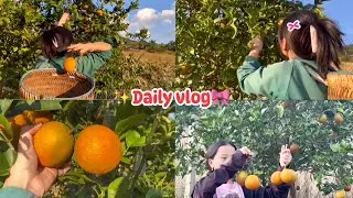 Daily vlog || Peb Mus De Txiv Coj Los Noj Os✨ | NKAUJ XWB |