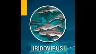 Iridovirus