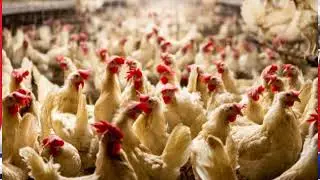  |Poultry rate today |aaj ka thok murga mandirates |broiler poultry chicken rates today