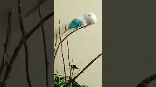 How to Groom Yourself #budgies #budgiepodcast #budgielove #bird #groom #grooming