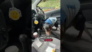 Непослушный Уинстон 🐶🤣 #собака #машины #автомобильныйконтент #такса #собачийконтент