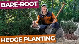 How to Plant a Bare-Root Yew Hedge | Complete Guide