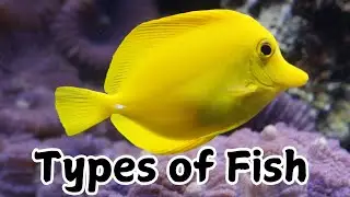 Types of Fish | fish names in english | fish name with picture | fish video | fish video for kids