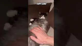 Fluffy gizmo #cat #adoreble #shortvideo #viral