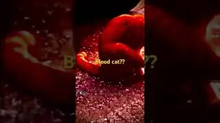 A blood cat super rare