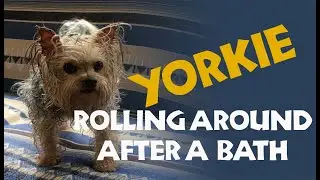 Yorkie rolling around on couch after a bath